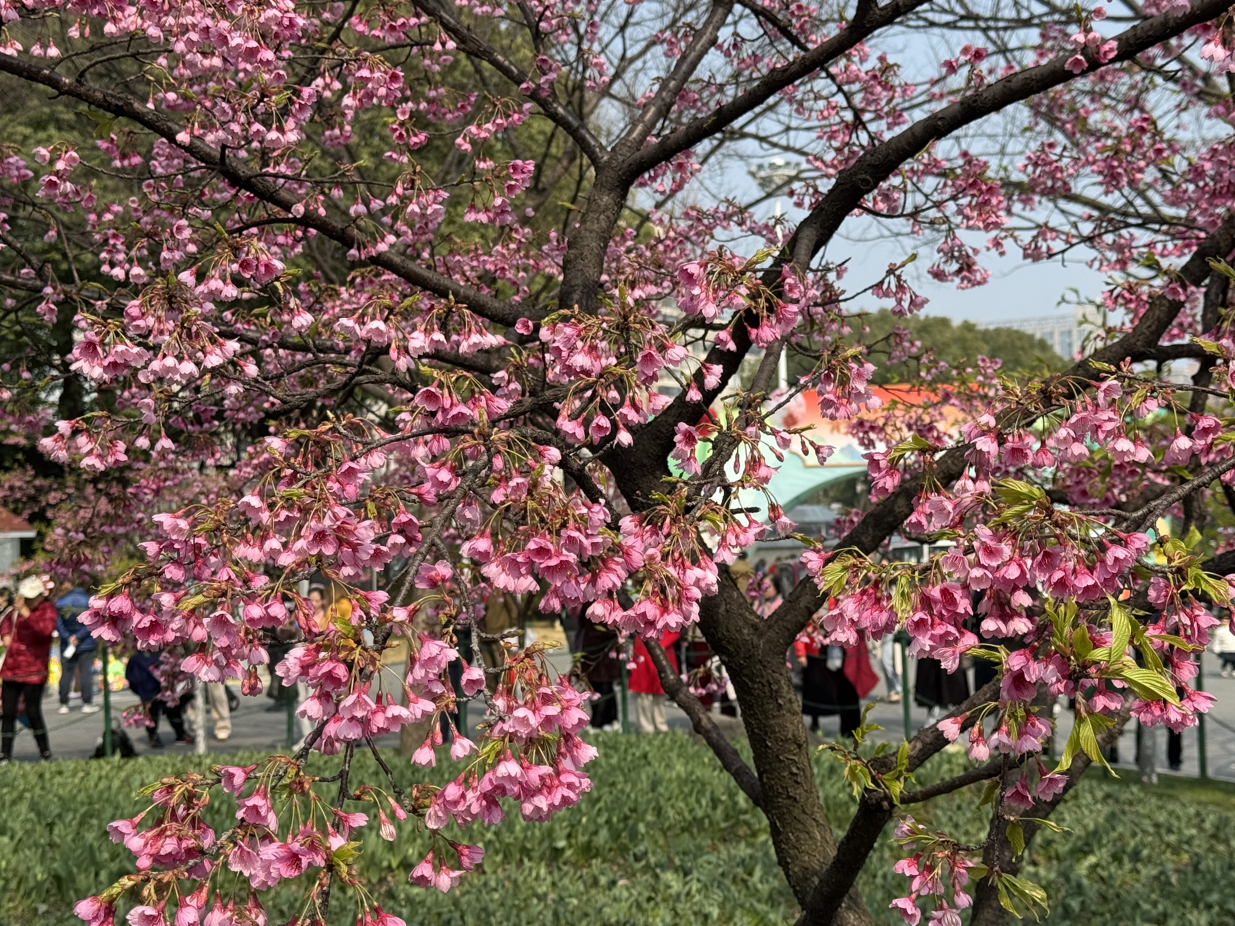 梅花