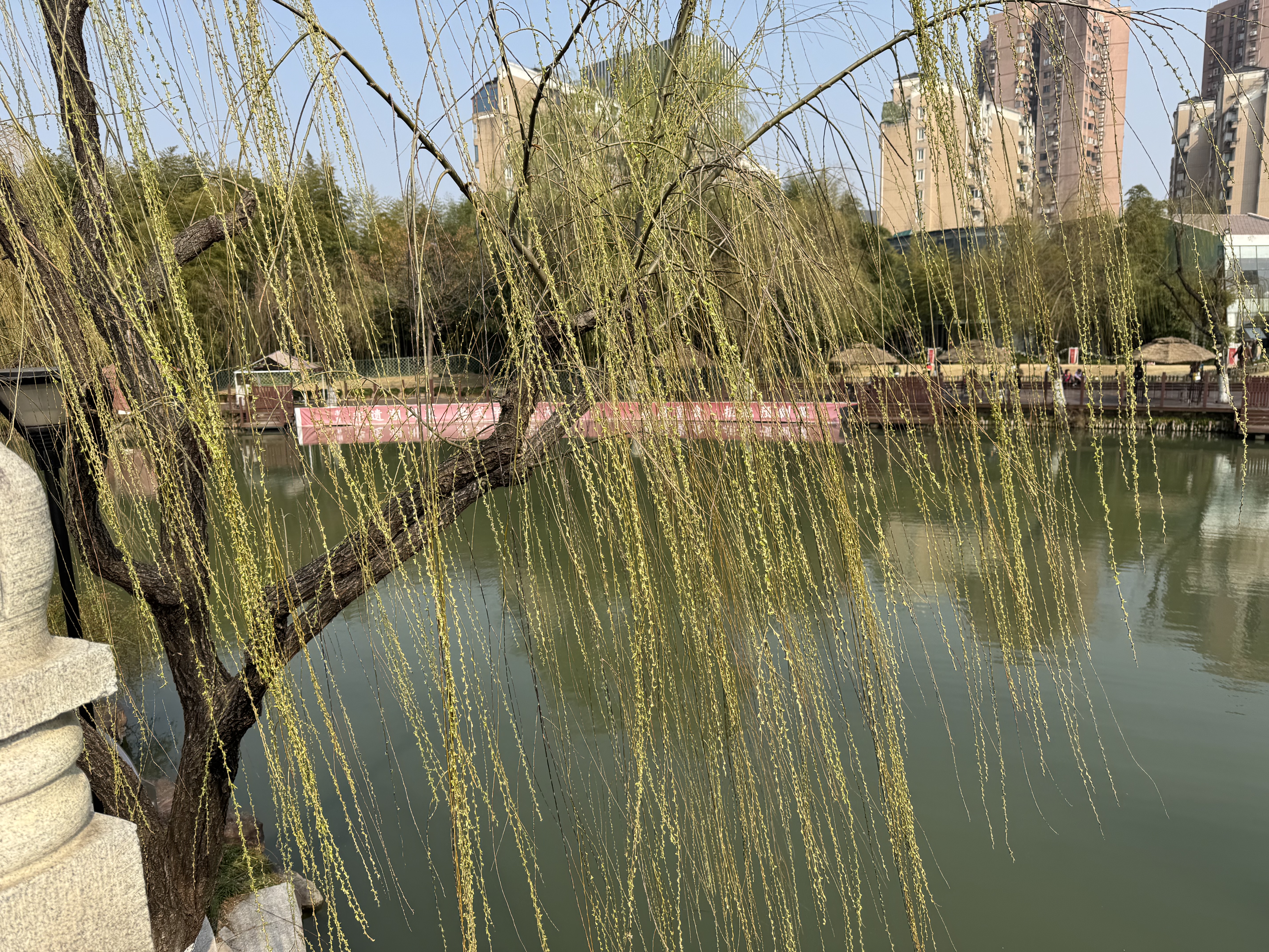碧玉妆成一树高
