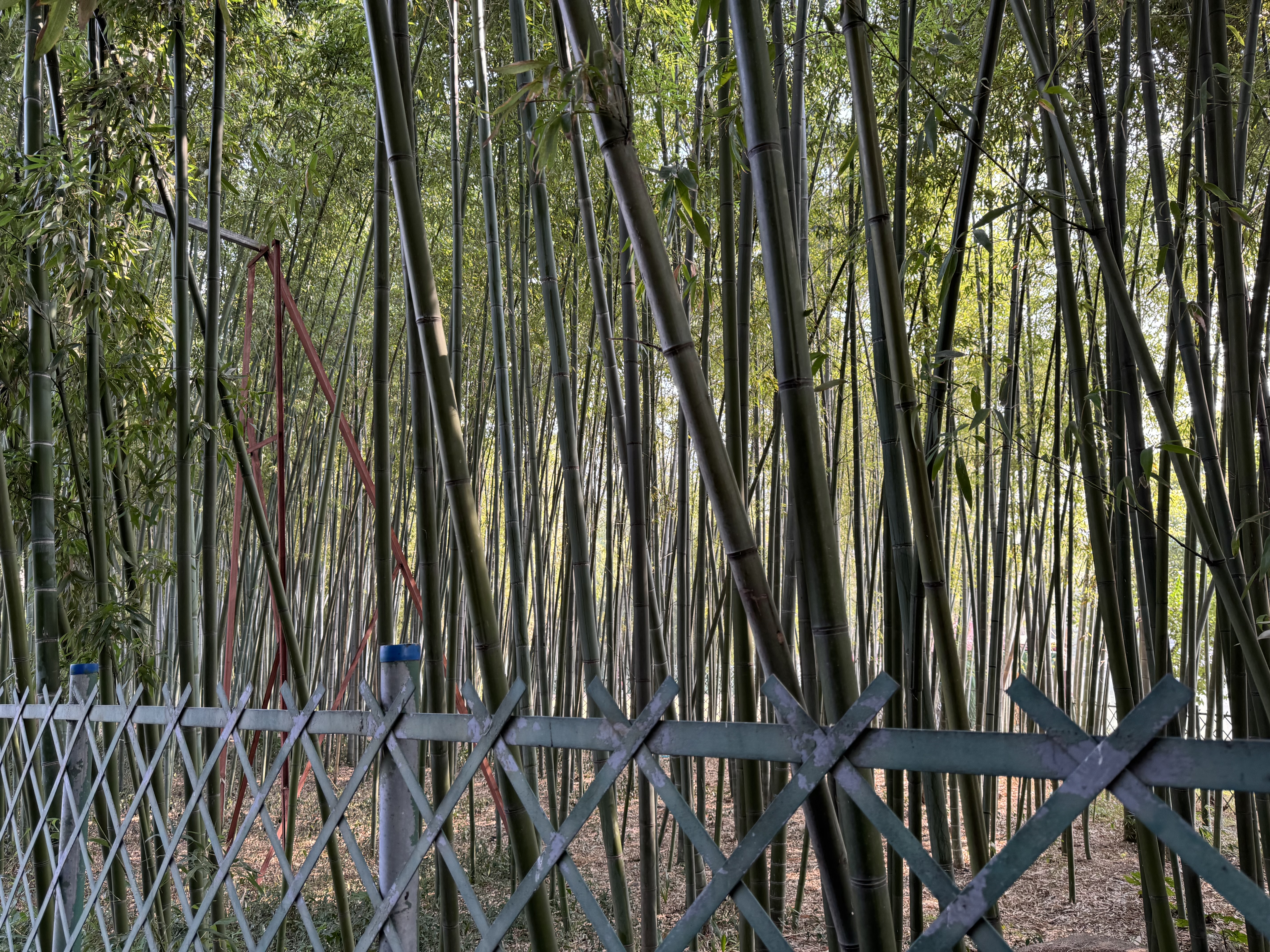 竹林