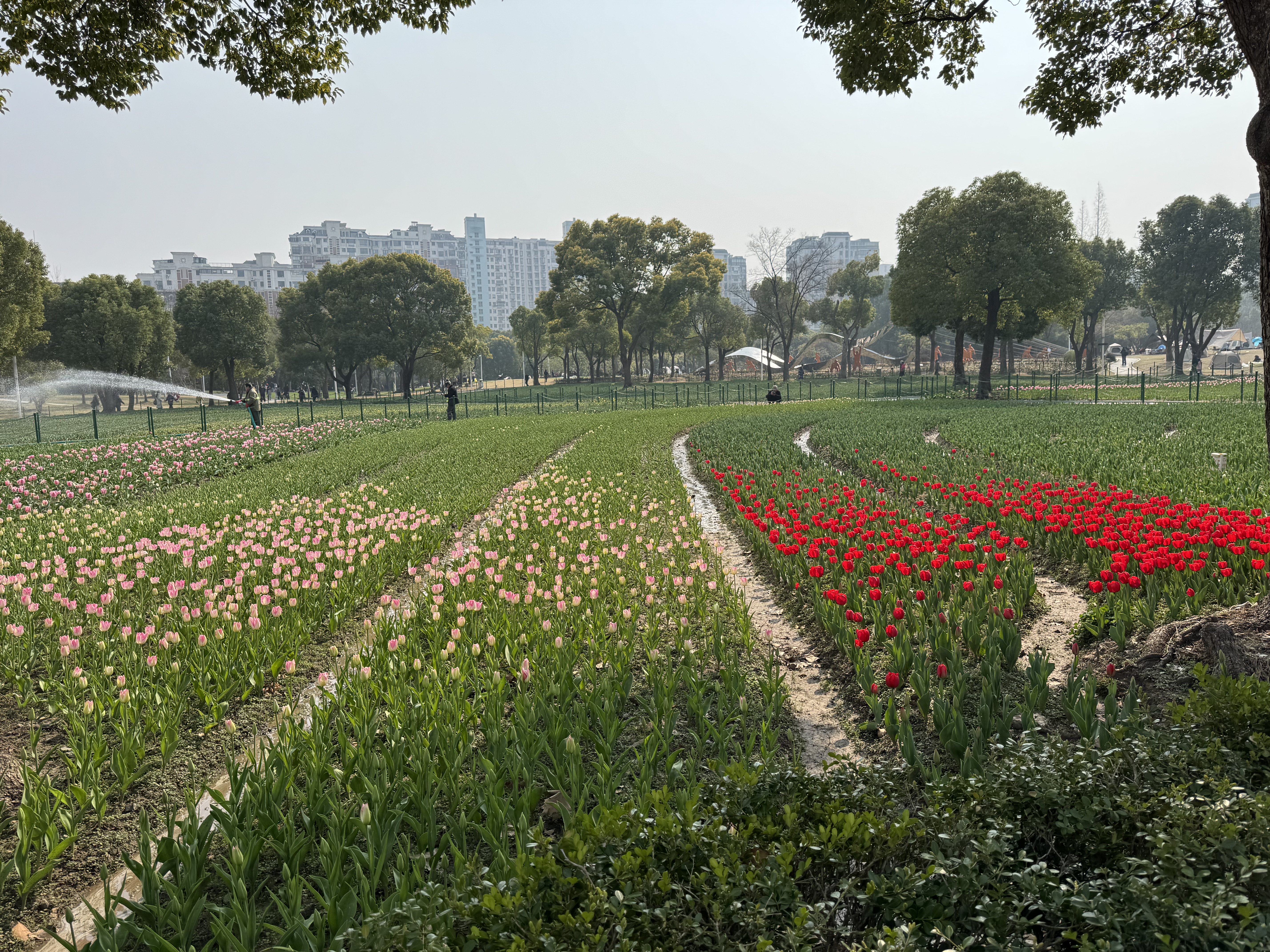 繁花似锦