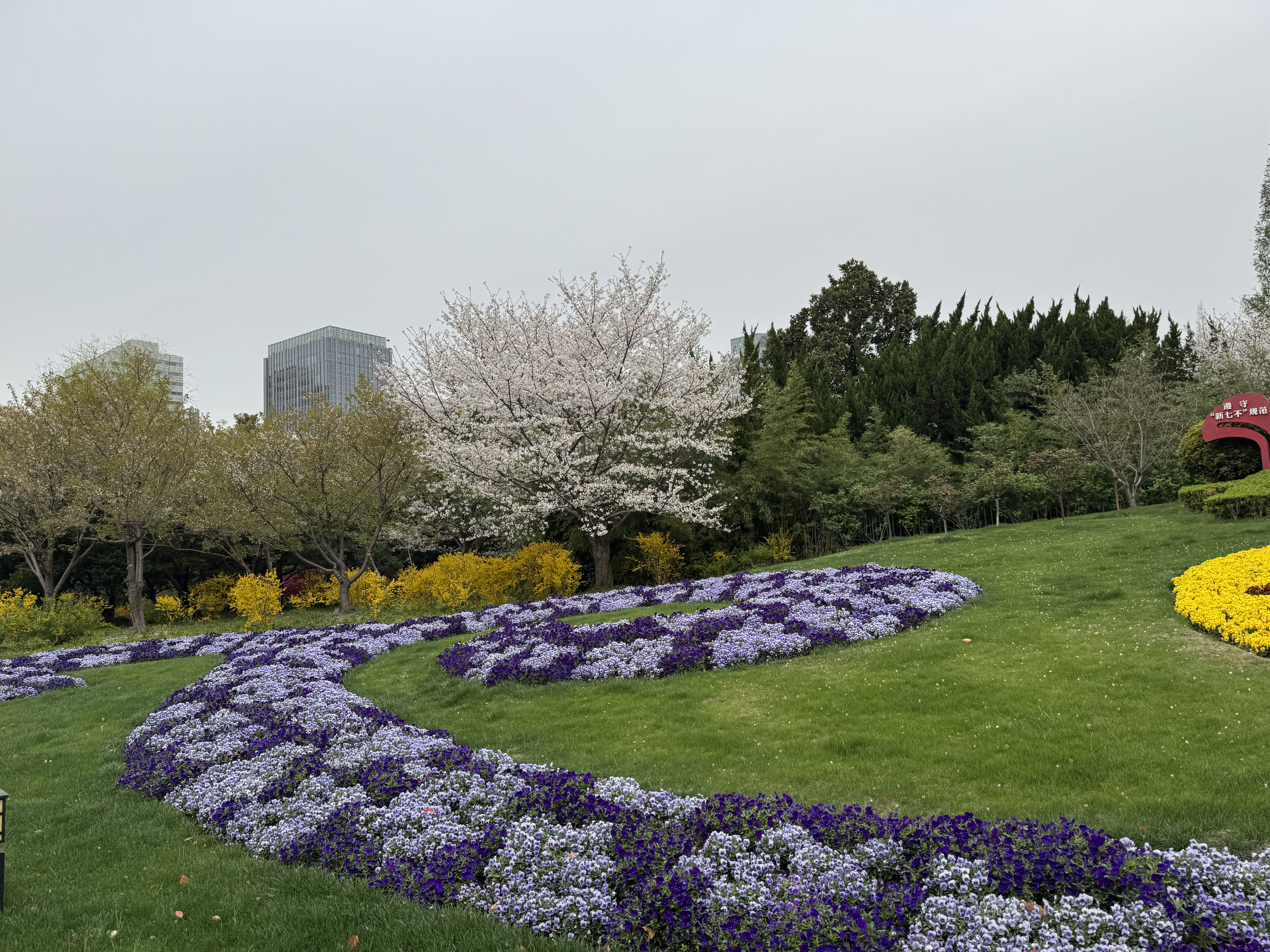 入门花1