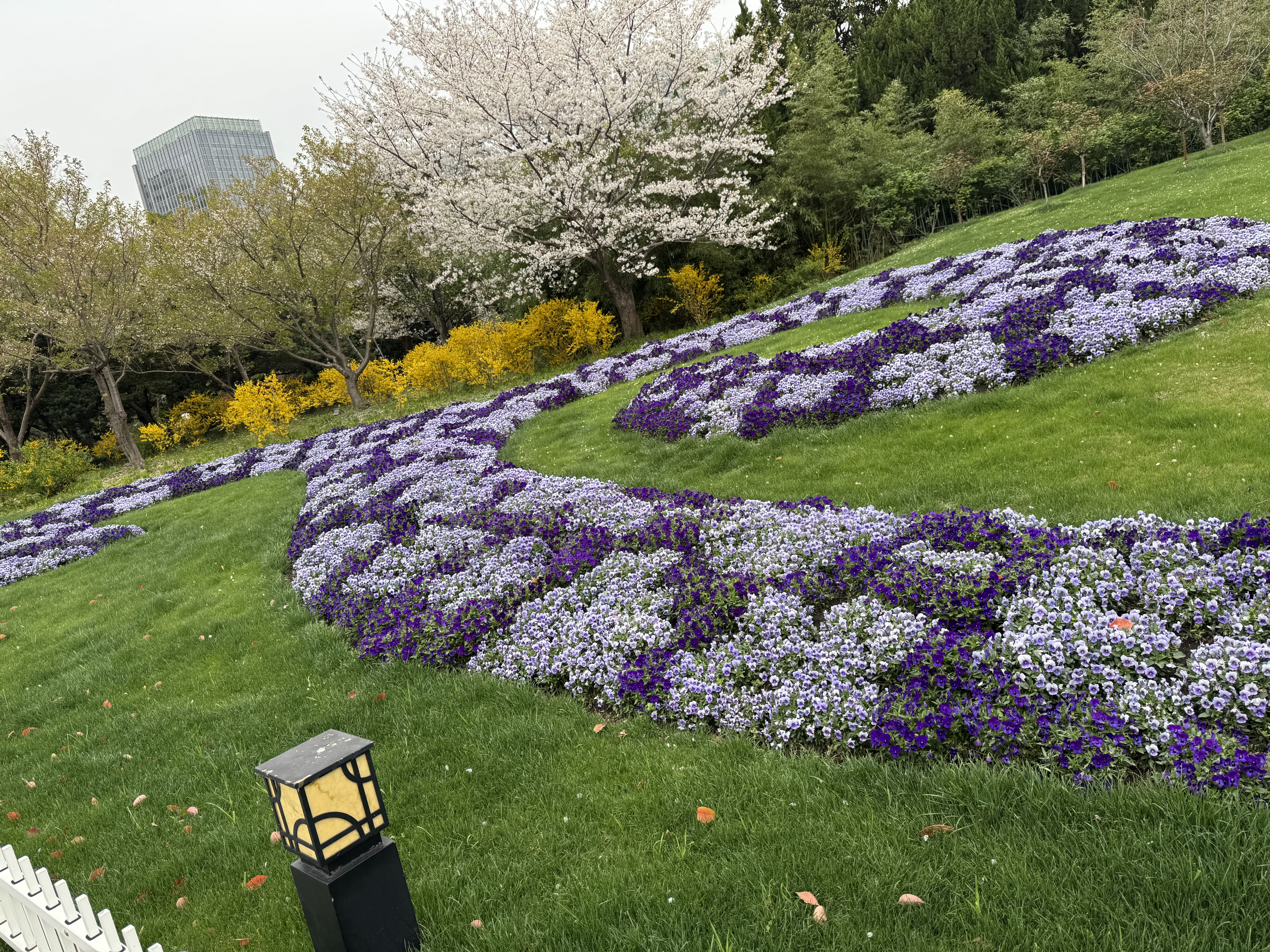 入门花2