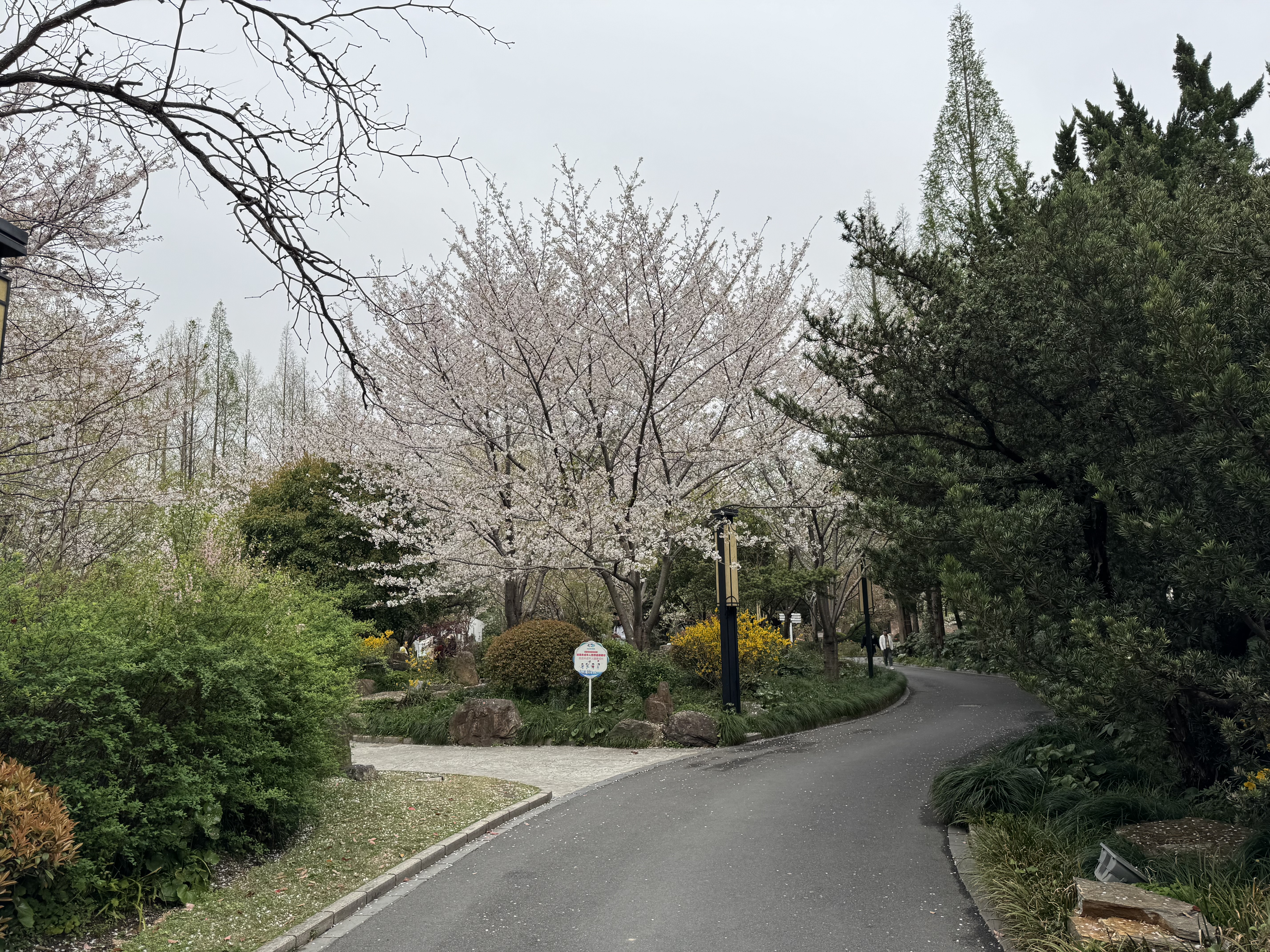 独立樱花树