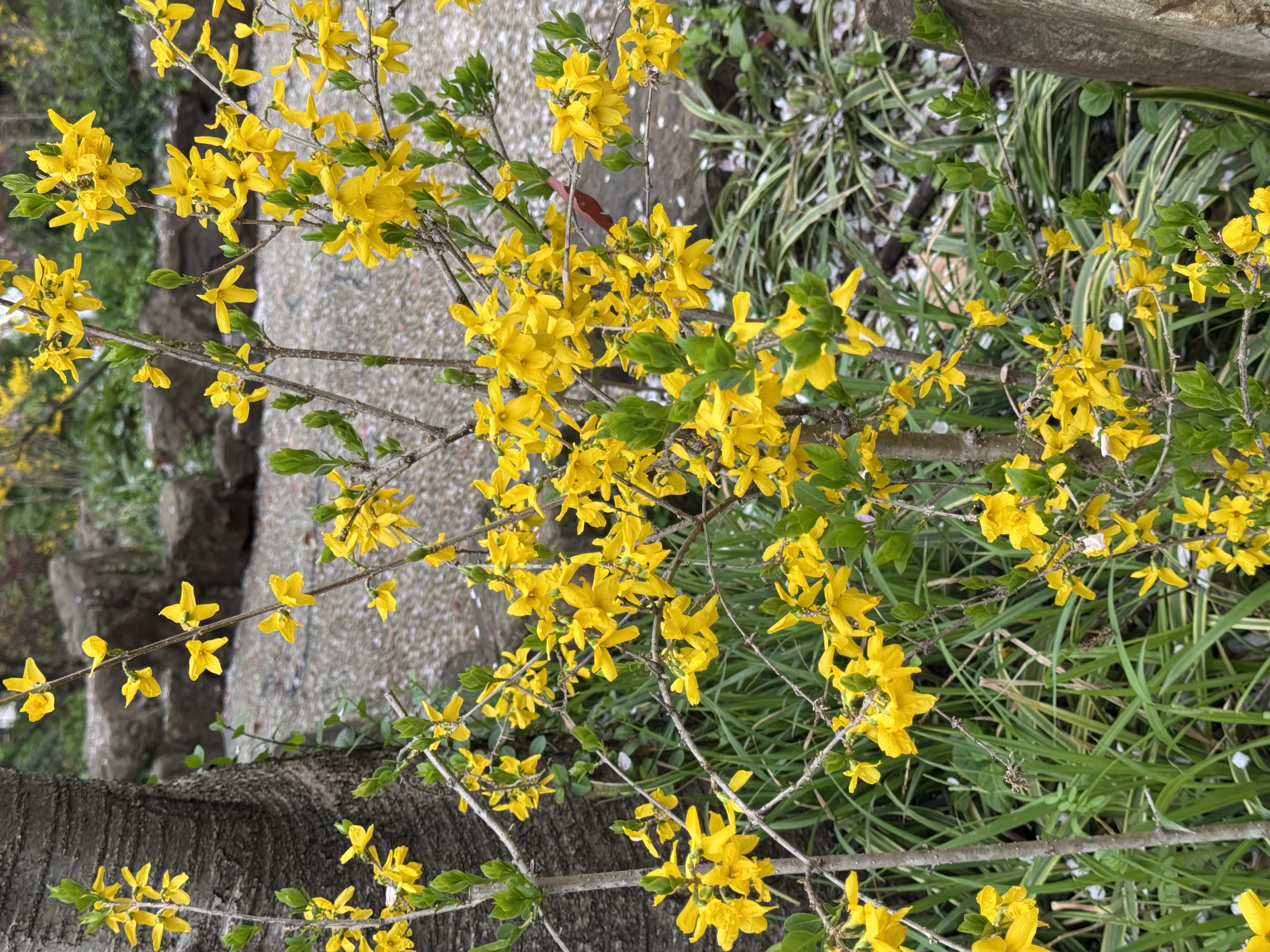 黄花2